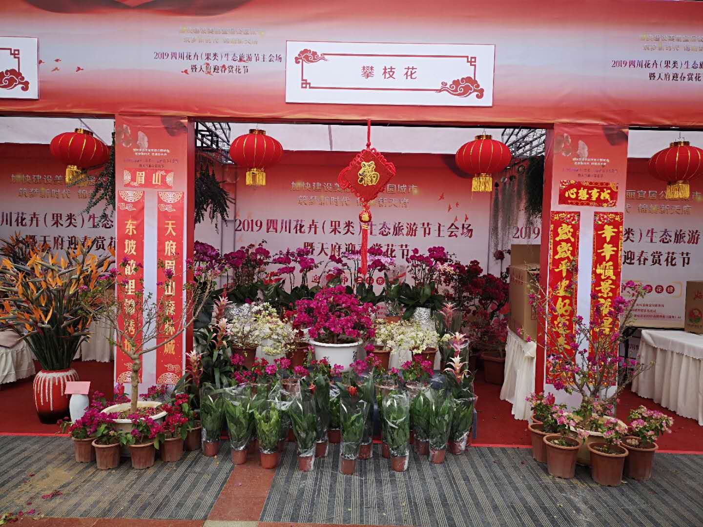 我校三角梅主题花卉展区